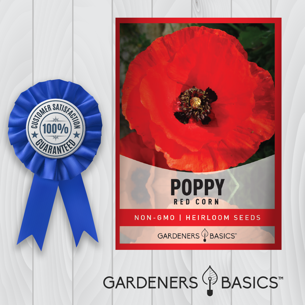 Summer Blooms: Red Corn Poppy Flowers You'll Love