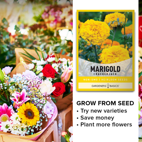 Start Your African Marigold Crackerjack Plants Early – Grow Indoors or Outdoors