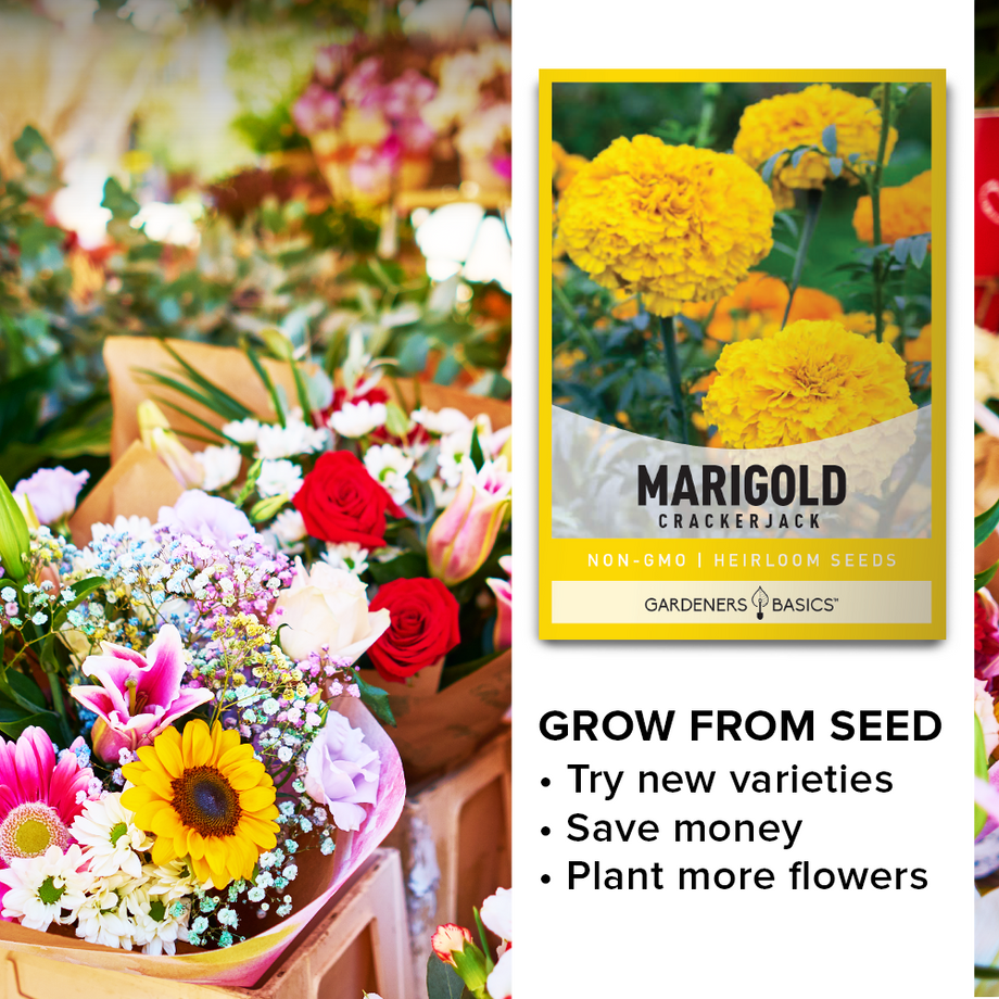 african marigold seed to flower African Marigold Crackerjack Seeds