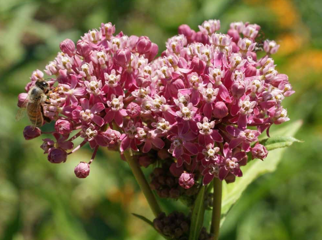 Native Rose Milkweed: A Perfect Perennial for Your Garden