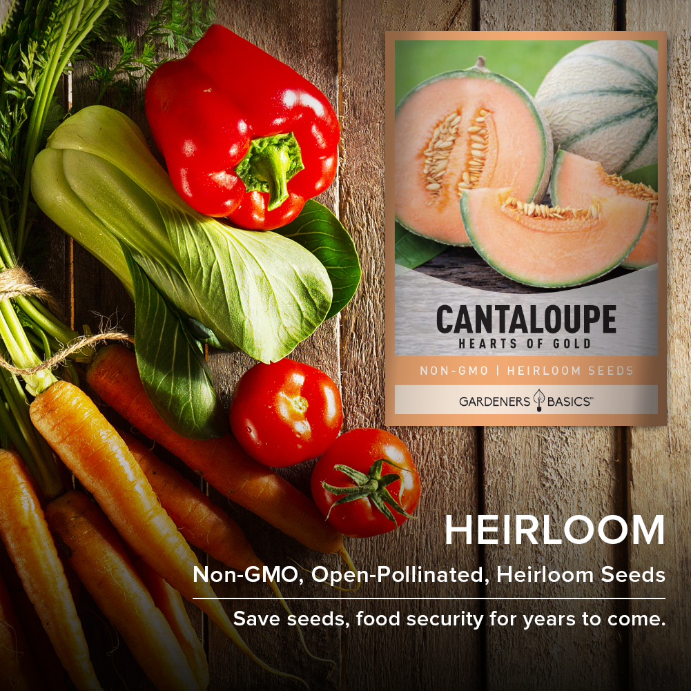 Hearts Of Gold Cantaloupe Seeds: A Gardener's Dream Come True
