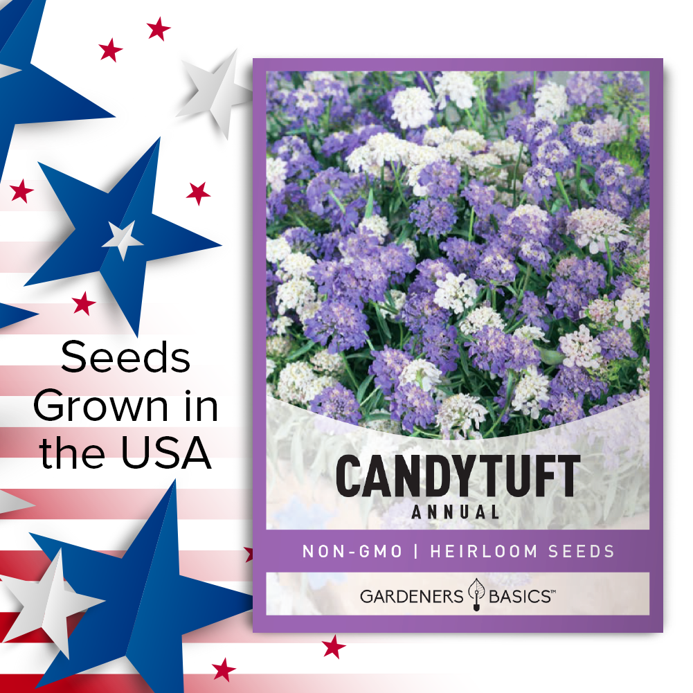 Annual Candytuft Flower Seeds For Planting - Vibrant and