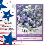 Annual Candytuft Flower Seeds: Brighten Your Summer Garden
