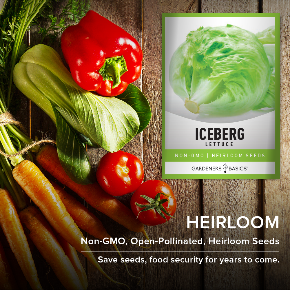 High Germination Rate Iceberg Lettuce Seeds for Success