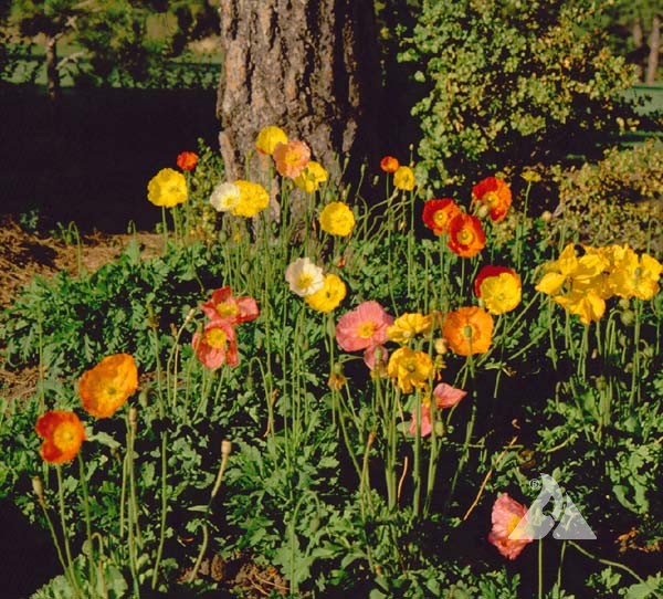 planting icelandic poppy seeds Iceland Poppy Seeds for Planting
