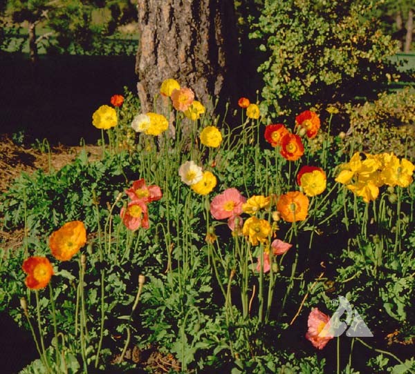 A Rainbow of Color: Mixed Iceland Poppy Varieties