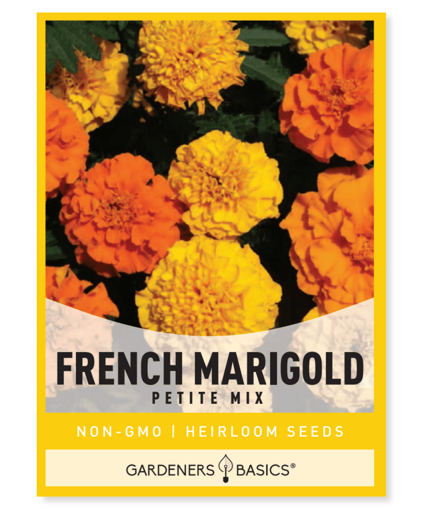 French Marigold Petite Mix Tagetes patula Dwarf Marigold Small flowers Button-like flowers Gold Orange Yellow Red Bi-colors Annual Full sun Dry Moderate moisture 8-10 inches tall Containers Beds Borders Insect pests Vegetable garden Long-blooming Fall blooming flowers Summer blooming Seed quantity Versatile Colorful Compact size Low maintenance