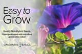 Grow Stunning Morning Glory Grandpa Ott Vines with Premium Seeds