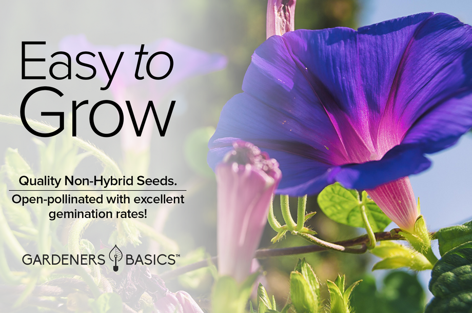 Grandpa Ott Morning Glory Flower Seeds for Planting - Purple