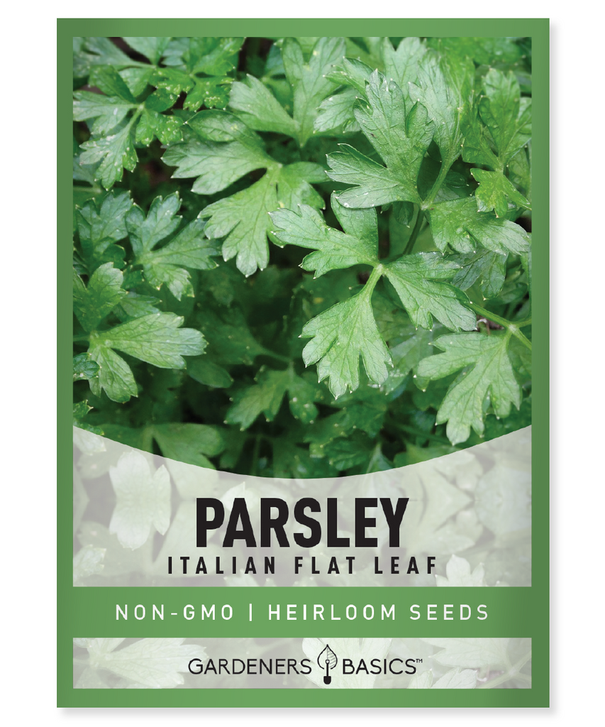 Italian Flat Leaf Parsley, Parsley Seeds, Planting, Mediterranean Herb, Garden, Non-GMO, Organic, High-Quality Seeds, Authentic Flavor, Aroma, Culinary, Health Benefits, Easy to Grow, Harvest, Container Gardening