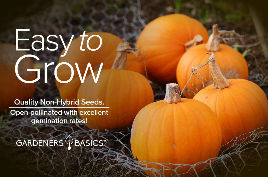 Jack Be Little Seeds: Your Key to a Bountiful Mini Pumpkin Harvest