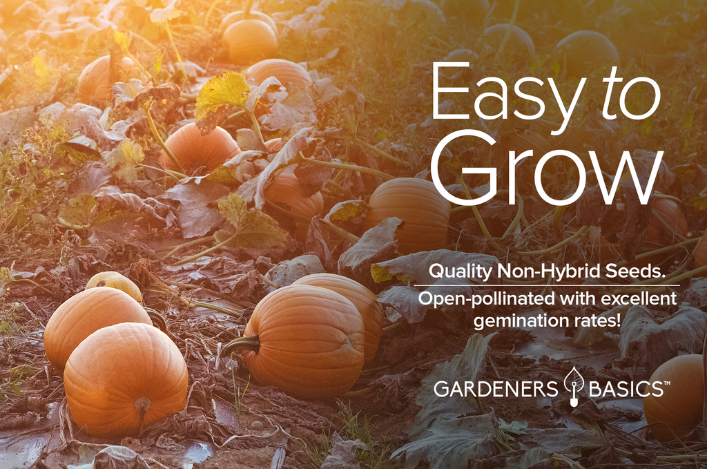 Best Jack O' Lantern Pumpkin Seeds for Home-Grown Halloween Fun
