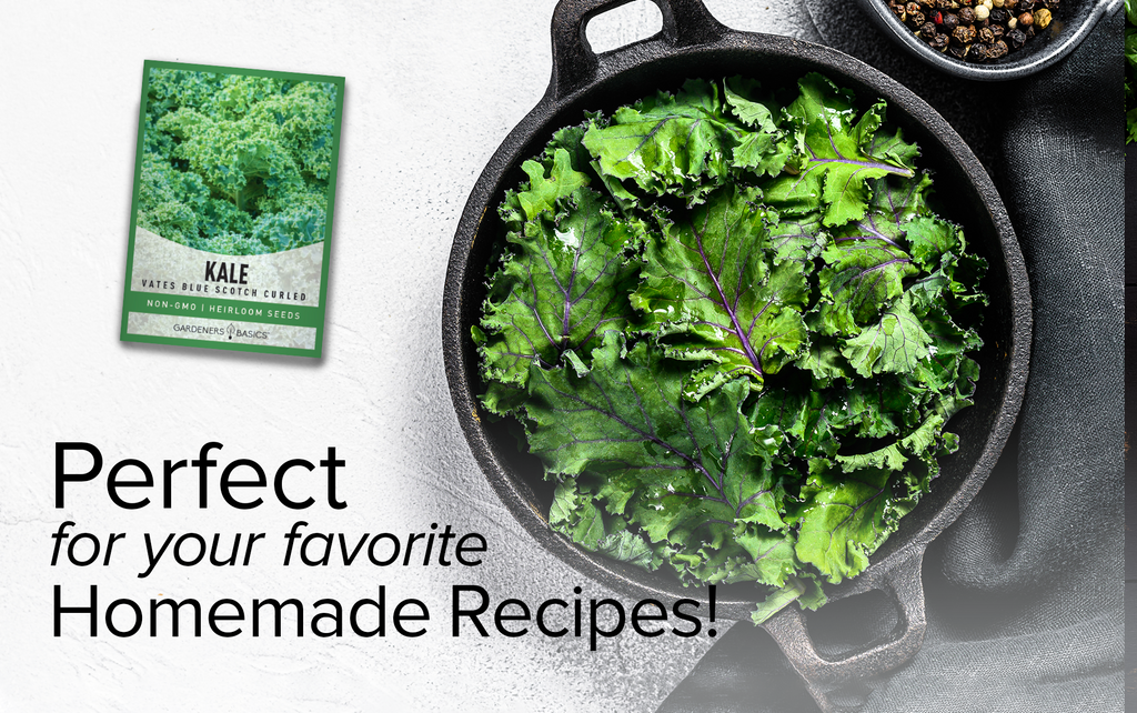 Vates Blue Scotch Curled Kale Seeds For Planting Non-GMO Lettuce Seeds For Home Vegetable Garden Homemade Recipes