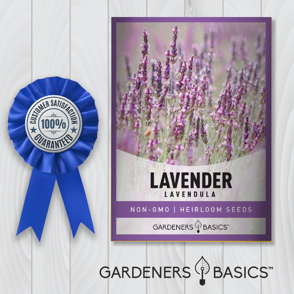 DIY Aromatherapy: Grow Lavender and Enjoy its Calming Benefits