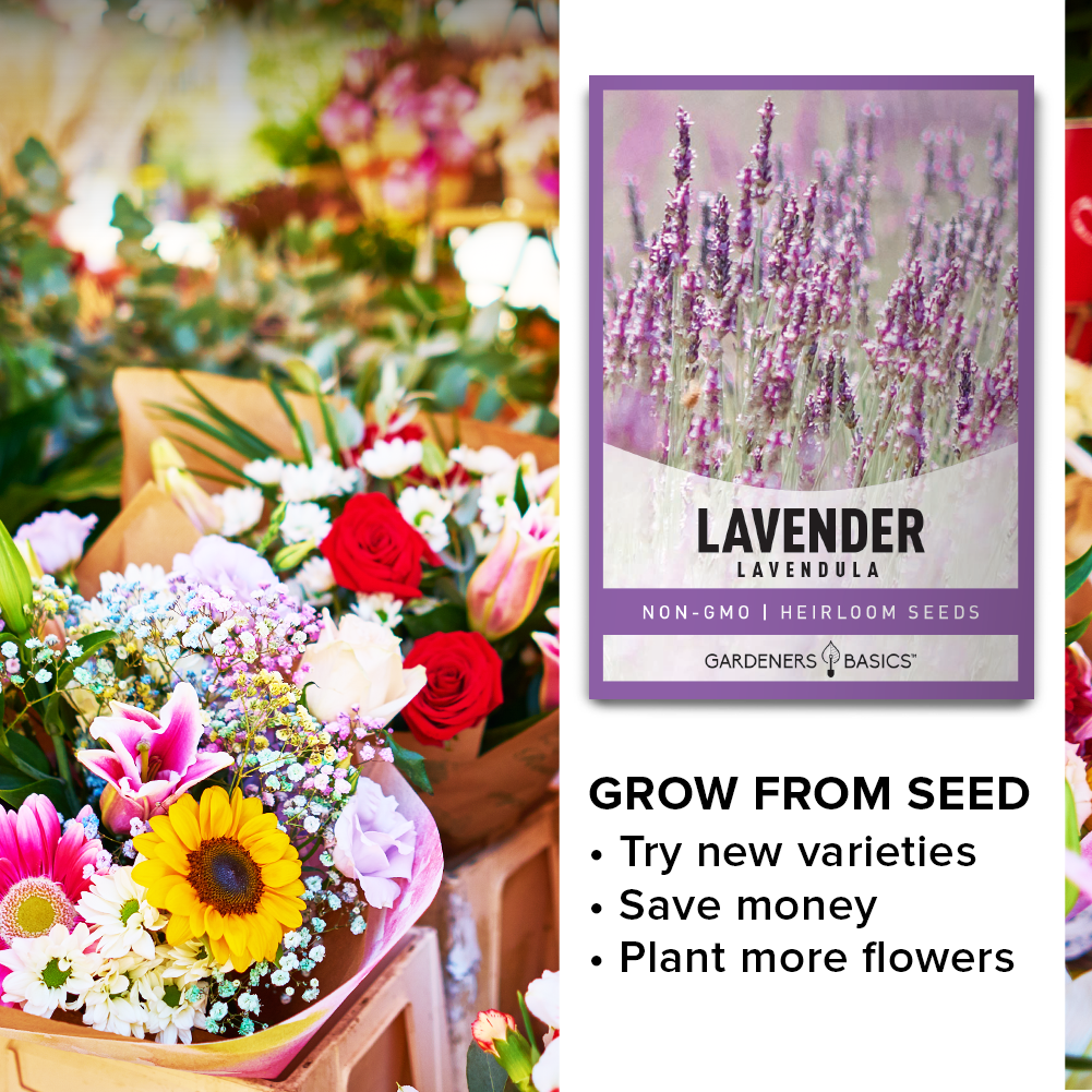 Elevate Your Garden & Senses with True Lavender Seeds