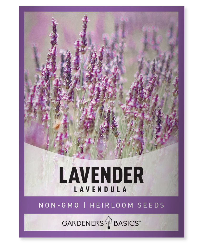 Lavender Seeds Lavandula angustifolia Aromatic Bliss Lavender True Lavender Lavender Gardening Lavender Plants Lavender Flowers Lavender Aromatherapy Lavender Essential Oil Lavender Benefits Lavender Culinary Uses Lavender Fragrance Lavender Herbal Uses Growing Lavender Harvesting Lavender