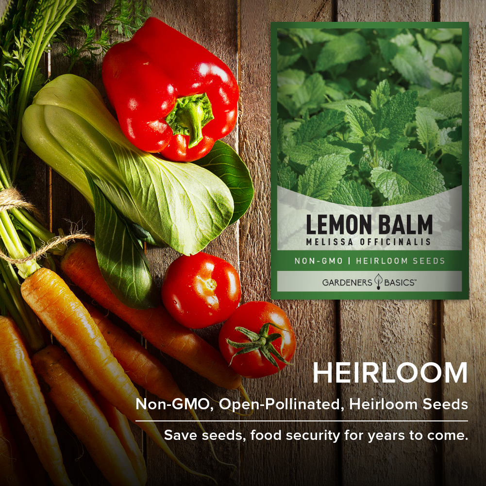 Top-Quality Lemon Balm Seeds: Create a Fragrant & Healthy Garden