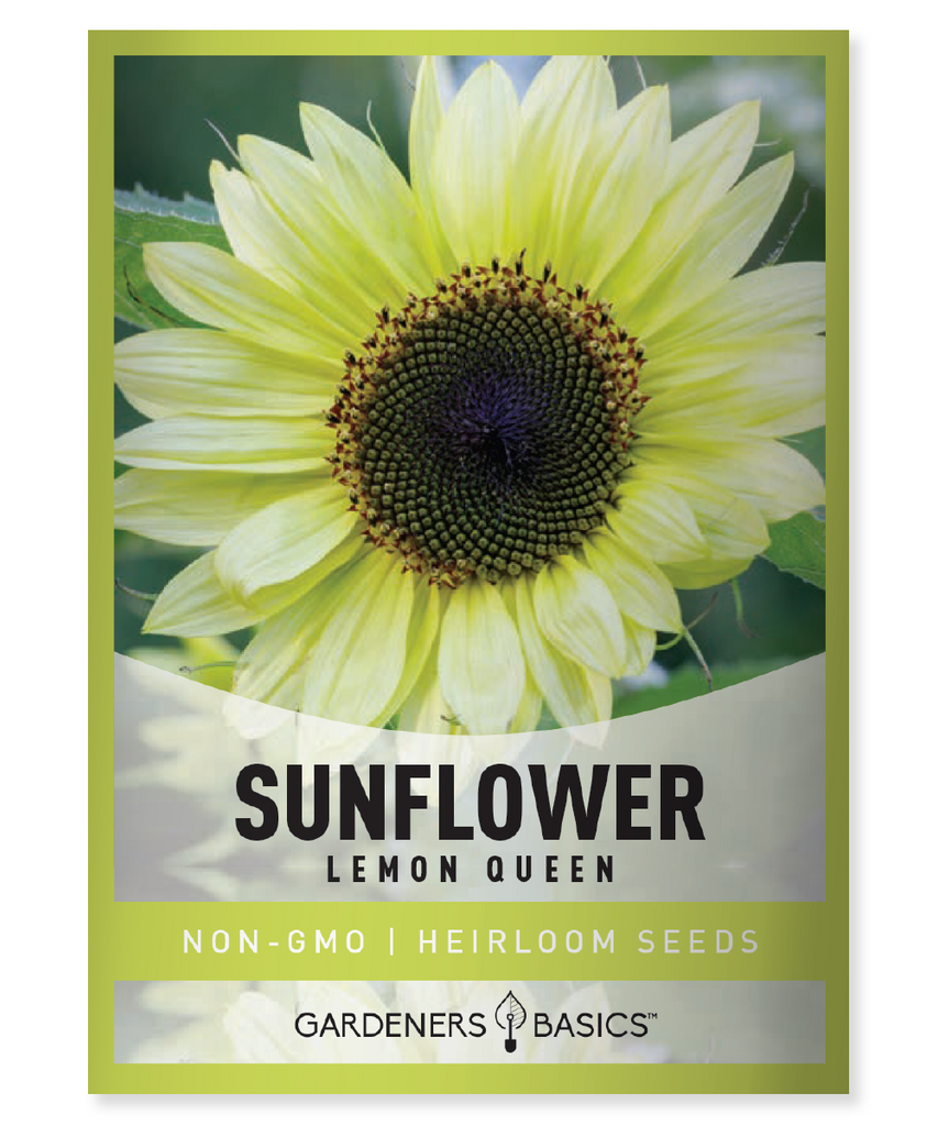 Lemon Queen Sunflower Seeds Sunflower seeds for planting Helianthus annuus Pollinator plants Yellow sunflowers Cut flowers Flower border Bee-friendly garden Full sun plants Garden seeds Annual flower seeds Summer blooms Tall sunflowers Easy to grow flowers Lemon-yellow petals