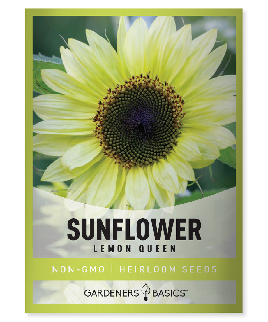sunshine flower seeds Lemon Queen Sunflower Seeds