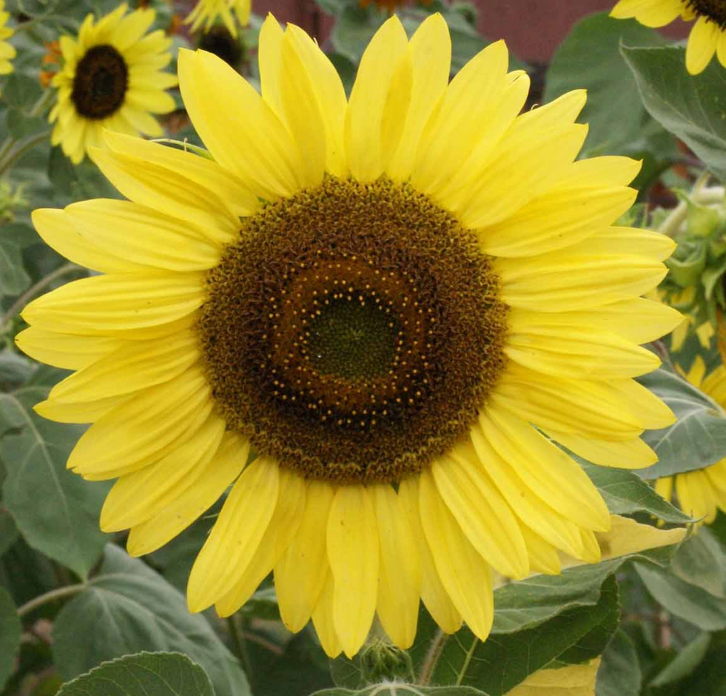Create a Sunflower Haven with Lemon Queen Sunflower Seeds