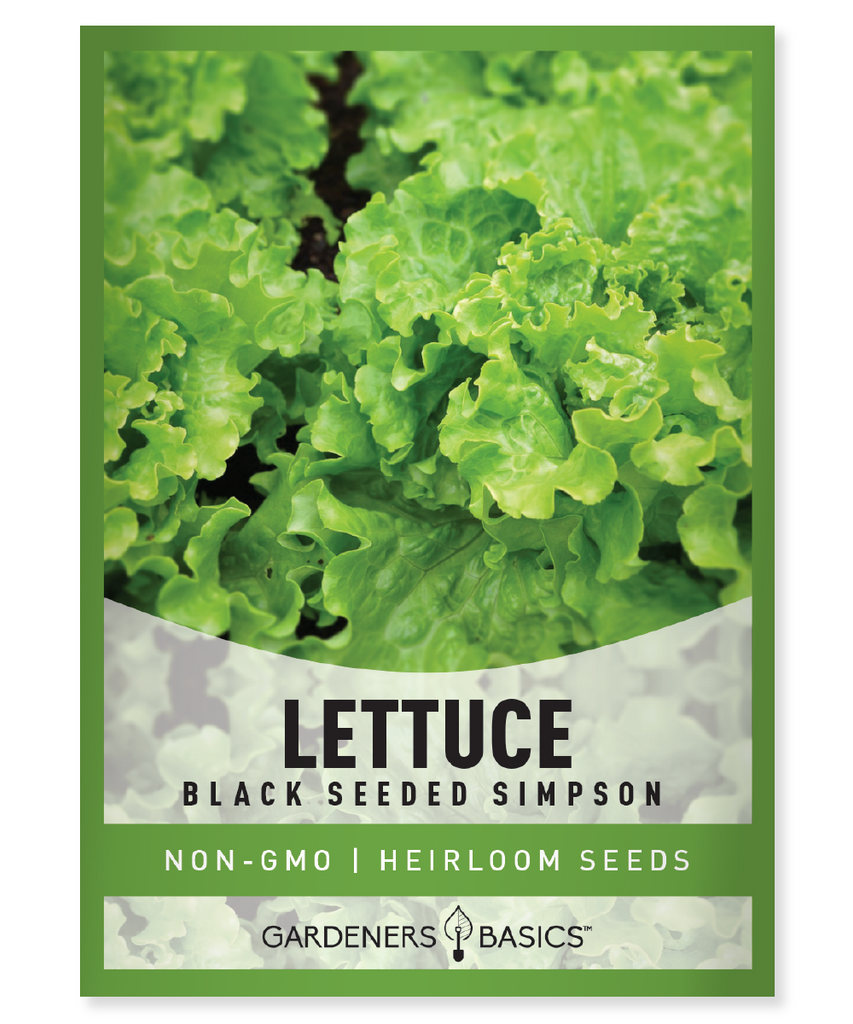 Black Seeded Simpson Seeds For Planting Heirloom Non-GMO Seeds For Home Garden Vegetables