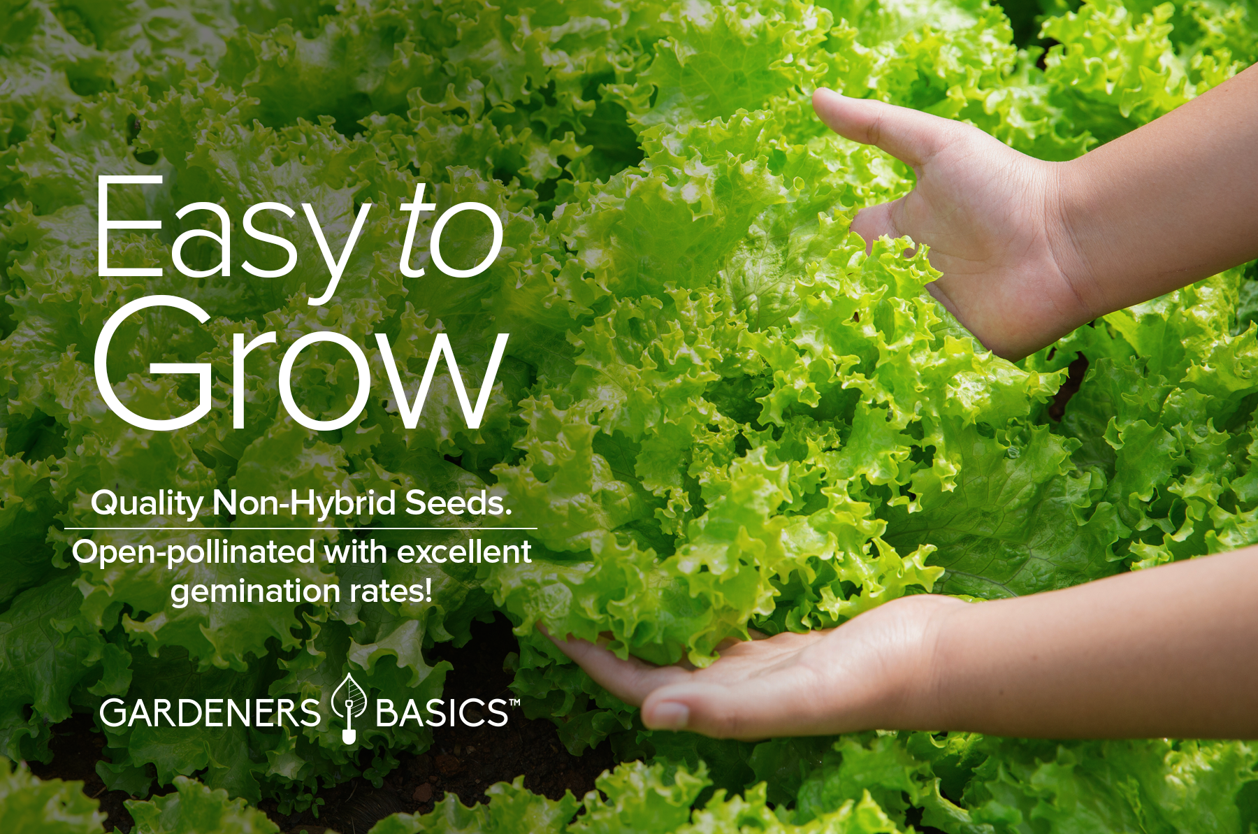 black seeded simpson lettuce planting Black Seeded Simpson Lettuce Seeds For Planting