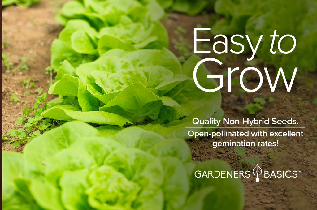 Buttercrunch Lettuce Seeds For Planting Non-GMO Seeds For Home Garden Vegetables Easy To Grow