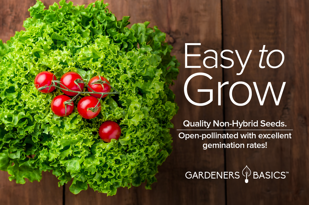 Parris Island Romaine Lettuce Seeds For Planting Non-GMO Seeds For Home Vegetable Garden Easy To Grow