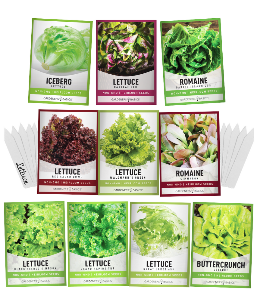 semilla de lechuga  romaine lettuce seeds mix tiny greens seeds for winter vegetables baby arugula butter lettuce bibb lettuce spinach seeds for planting organic iceberg home leafy semillas para plantar bulk iceburge lettice letuce lettus seeds