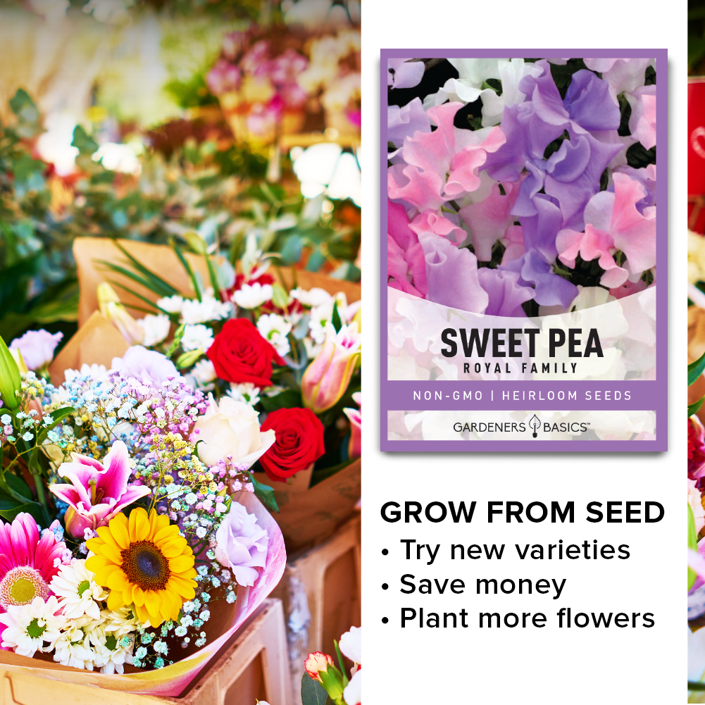 money plant seed packets Sweet Pea Royal Family Mix Seeds Climbing Vine with Long-lasting Bloom – Gardeners Basics