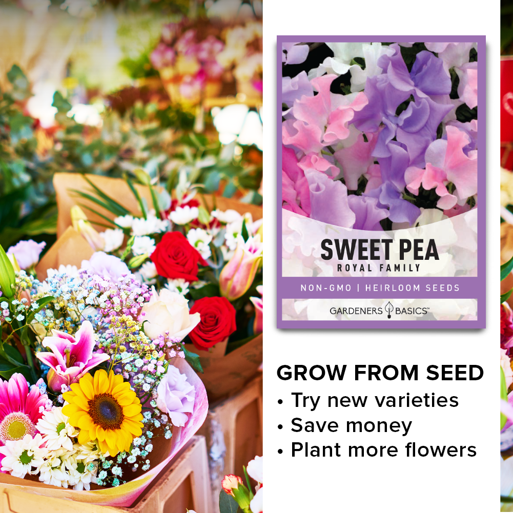 Grow Gorgeous Cut Flowers with Sweet Pea Royal Family Mix Seeds