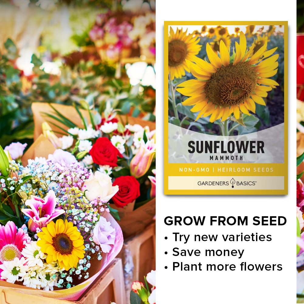 plant mammoth sunflower seeds Mammoth Sunflower Seeds For Sale – Grow Majestic Giants in Your Garden – Gardeners Basics