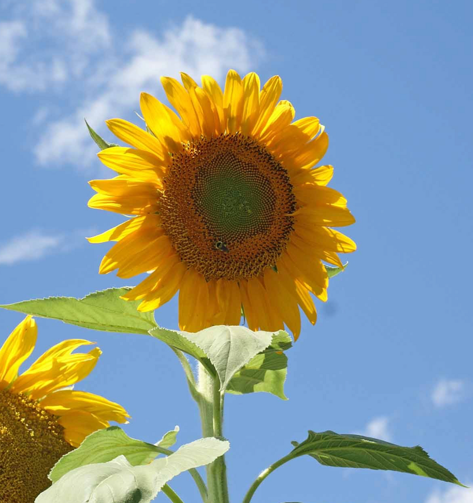 Planting Grey Stripe Sunflowers: Bring Joy and Color to Your Outdoor Space