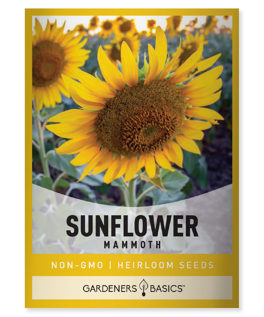 Mammoth Sunflower Seeds For Sale Grow Majestic Giants in Your Garden