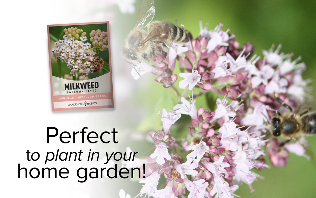 Planting Narrow-Leaved Milkweed for Pollinator Diversity in Your Backyard