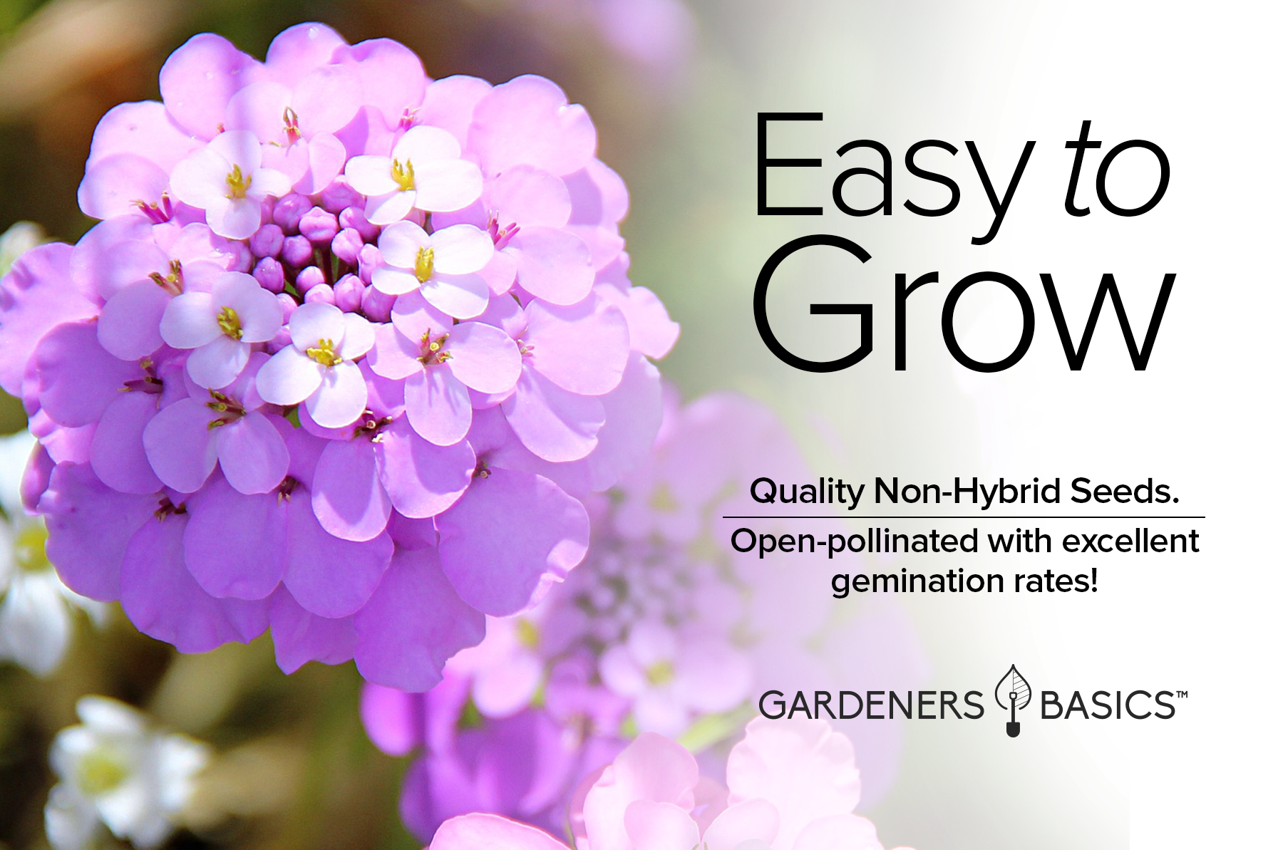 Annual Candytuft Flower Seeds