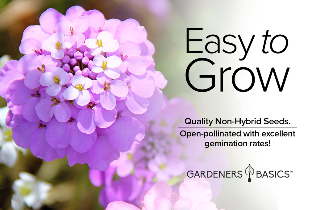 Fast-Blooming Annual Candytuft Flowers for a Stunning Garden