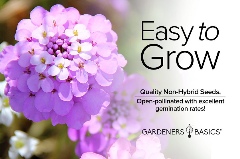 Annual Candytuft Flower Seeds For Planting Vibrant and FastGrowing Gardeners Basics