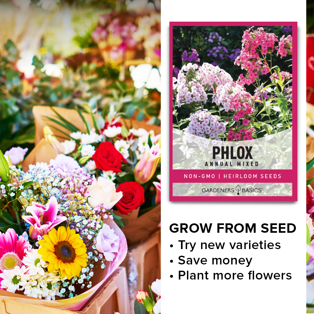 Phlox Drummondii Seeds - Enjoy a Colorful Summer and Fall with Mixed Phlox