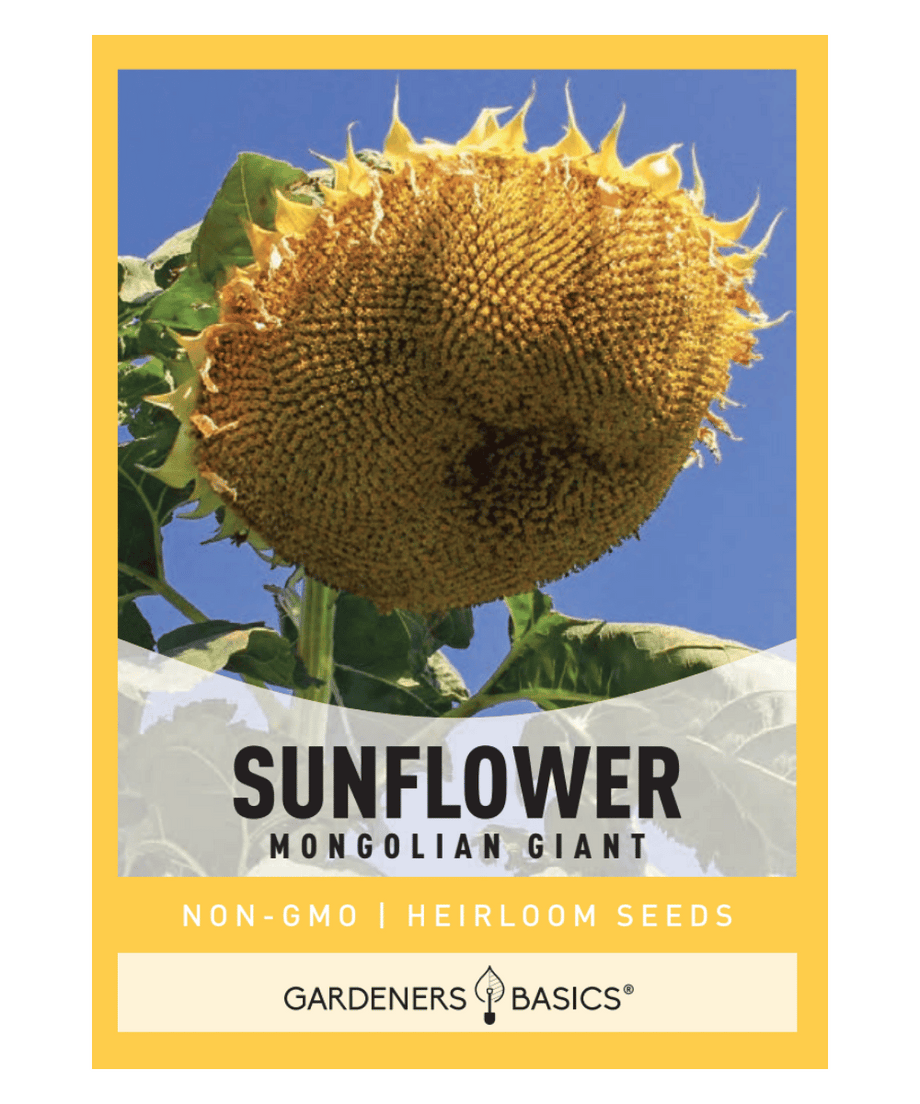 sunflower seeds for planting for sale Mongolian Giant Sunflower Seeds