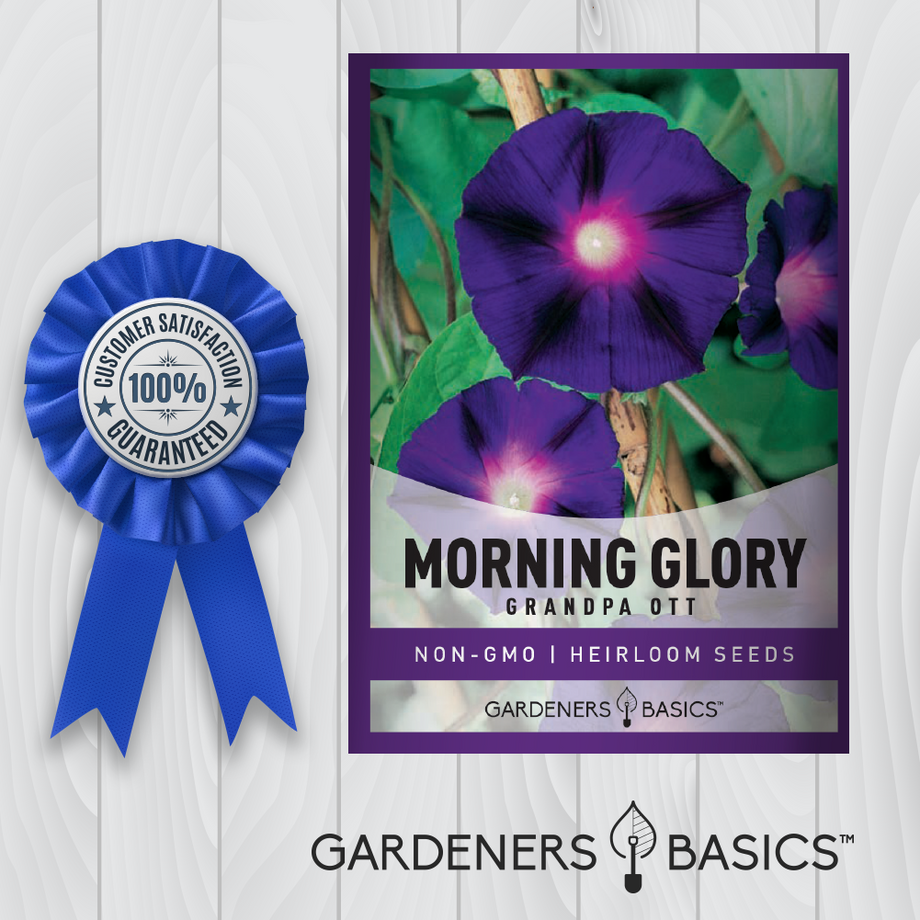 Grandpa Ott Morning Glory Flower Seeds for Planting - Purple