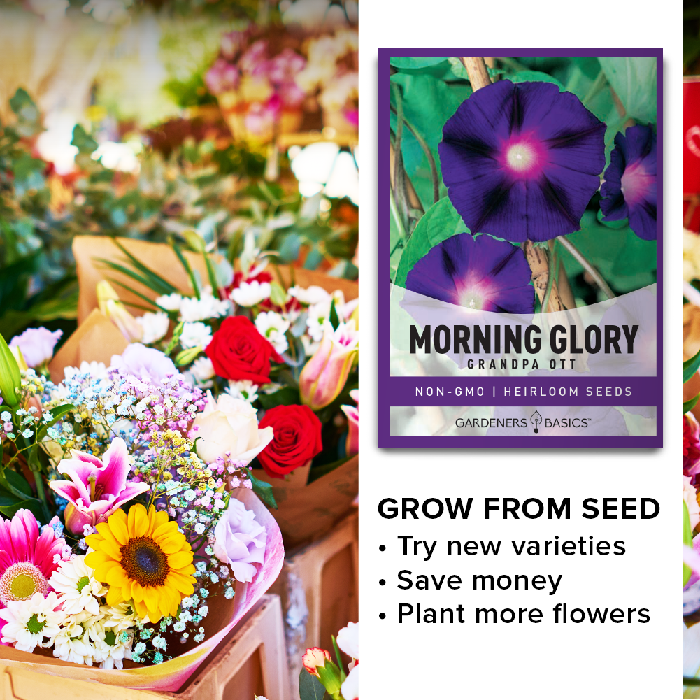 Grandpa Ott Morning Glory Seeds: Perfect for Trellises, Arbors & Ground Cover