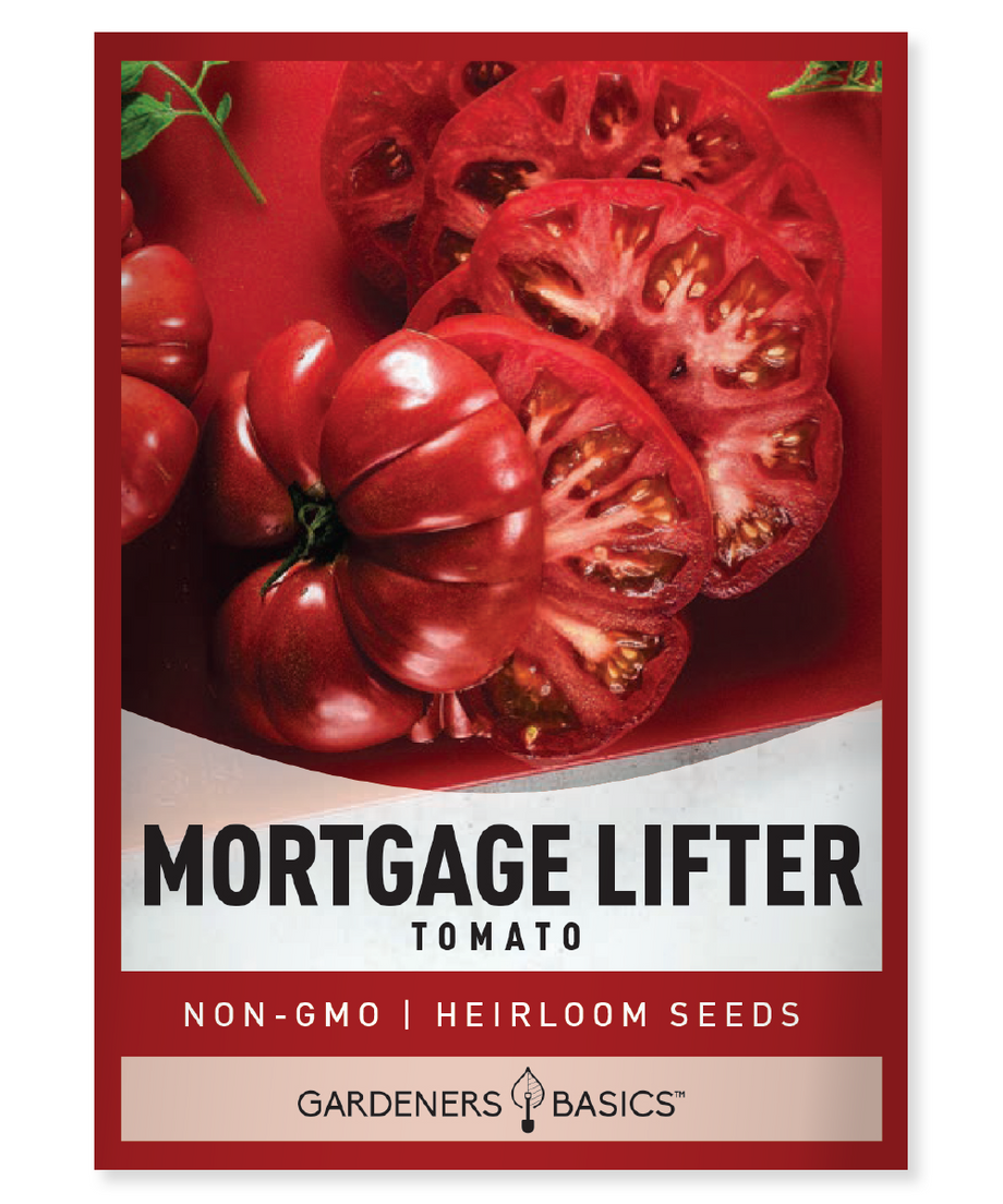 planting heirloom tomato seeds Mortgage Lifter Tomato Seeds for Planting Experience Bountiful Harvest – Gardeners Basics