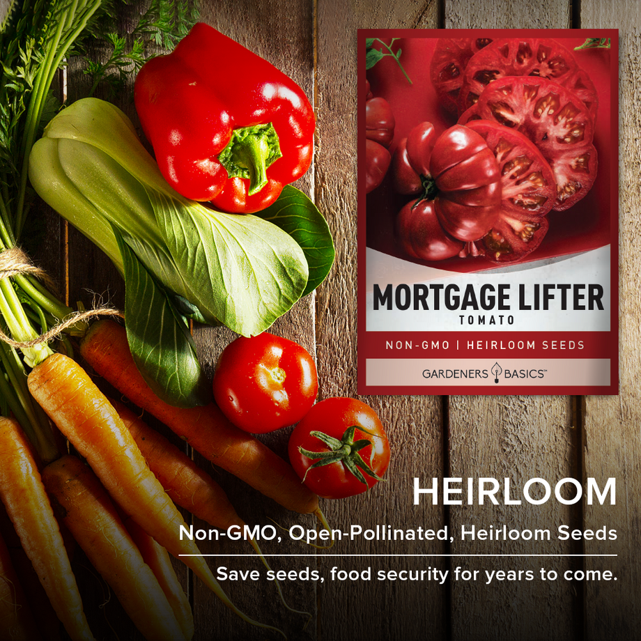 saving heirloom tomato seeds for planting Mortgage Lifter Tomato Seeds for Planting Experience Bountiful Harvest – Gardeners Basics