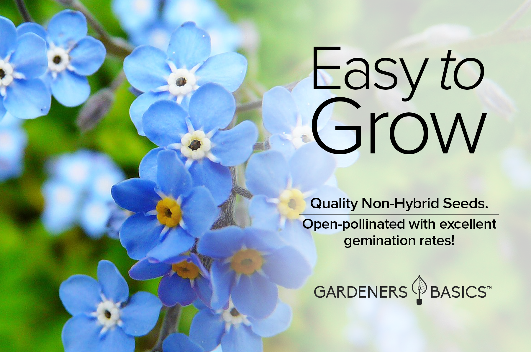 Forget Me Not Seeds for Planting - Myosotis Sylvatica Memorial and Funeral Seeds