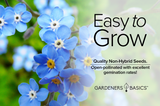 Create a Picturesque Garden with Forget Me Not Seeds: Myosotis Sylvatica