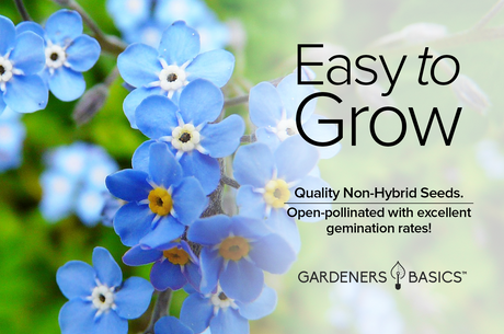 Create a Picturesque Garden with Forget Me Not Seeds: Myosotis Sylvatica