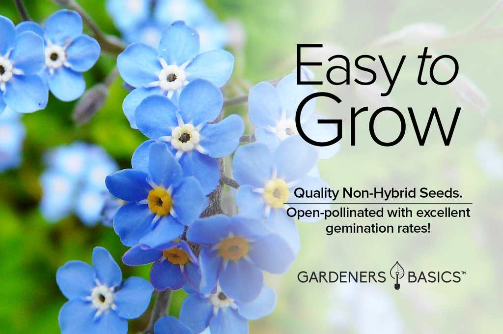 Create a Picturesque Garden with Forget Me Not Seeds: Myosotis Sylvatica