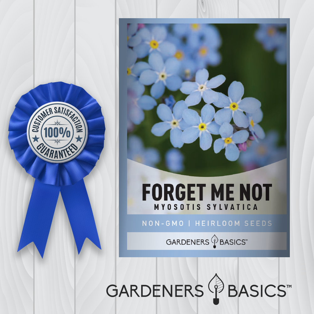 Shade-Loving Forget Me Not Seeds: Experience the Beauty of Myosotis Sylvatica