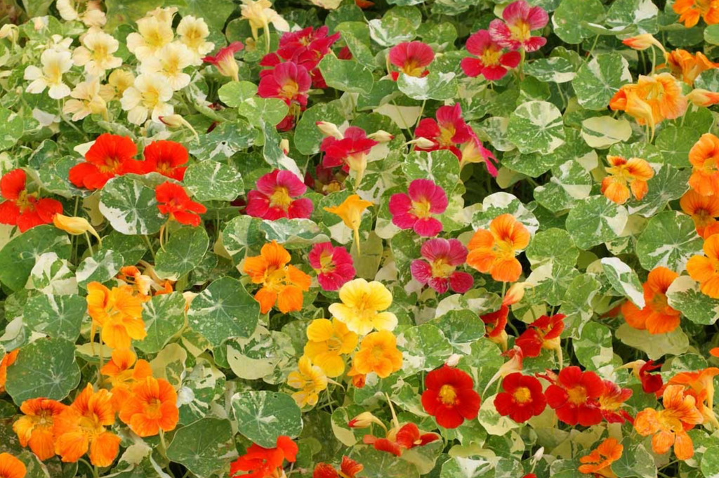 Attract Bumble Bees with Nasturtium Alaska Mix Flower Seeds